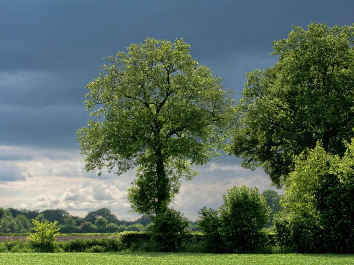 Monumental Farm In The Ash Landscape Geesteren (Gelderland) Exterior foto