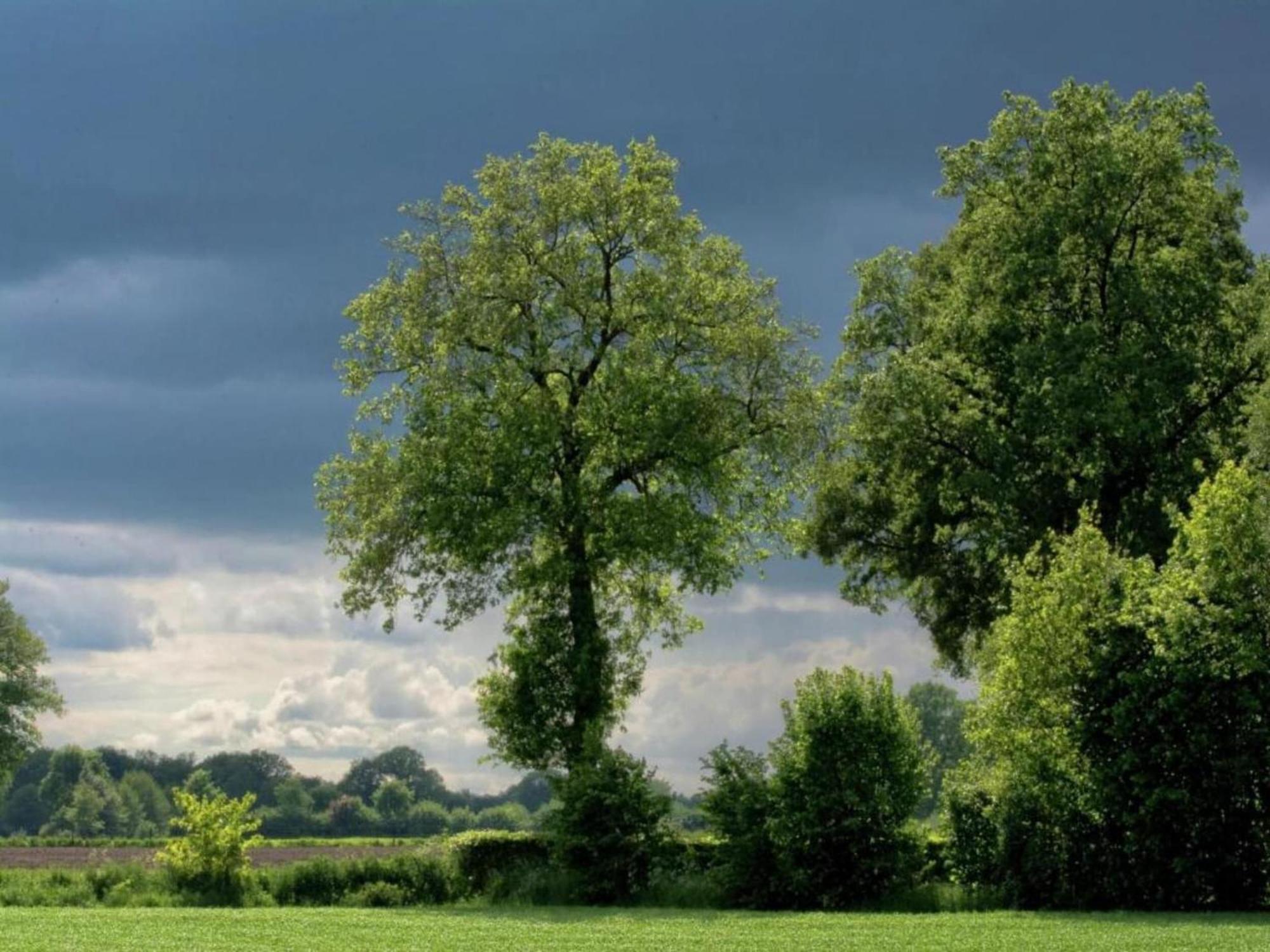 Monumental Farm In The Ash Landscape Geesteren (Gelderland) Exterior foto