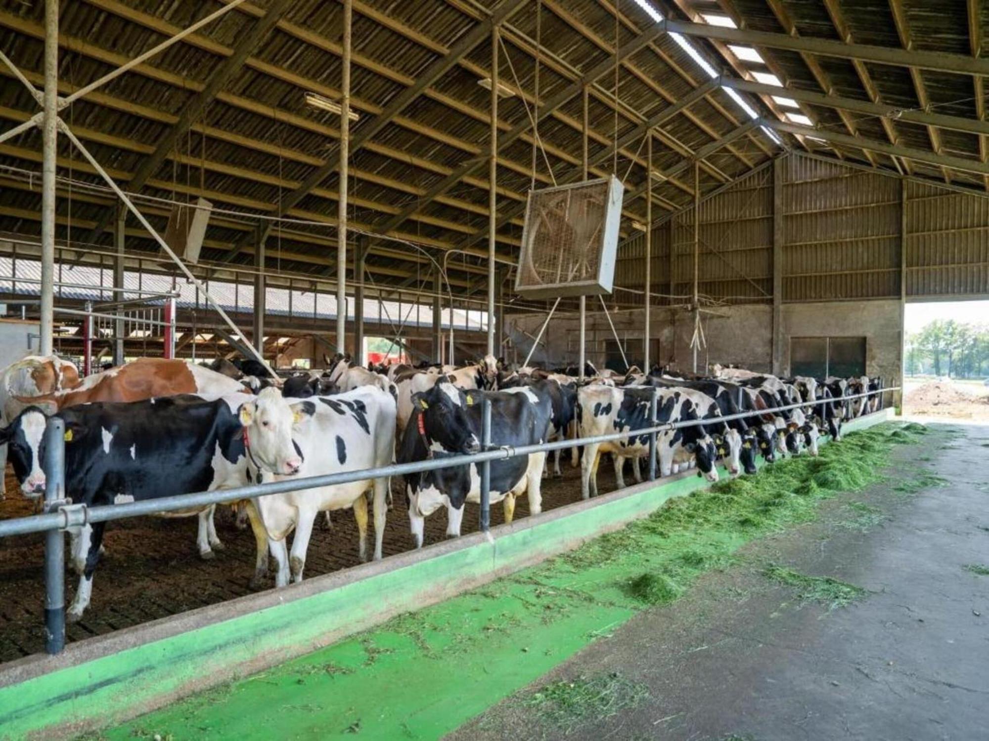 Monumental Farm In The Ash Landscape Geesteren (Gelderland) Exterior foto